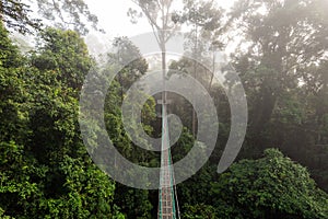 Fogs and mist over tree top canopy walkway in Danum Valley rainforest