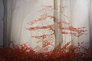 Fogy forest autumn