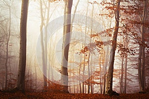Fogy forest autumn