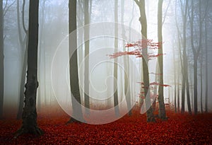 Fogy forest autumn