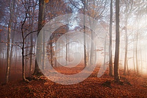 Fogy forest autumn