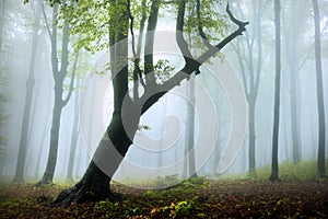 Fogy forest autumn photo