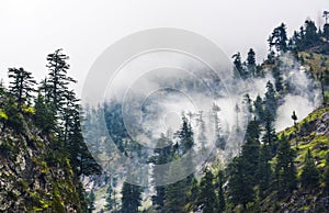 Fogy forest in Naran Kaghan valley, Pakistan