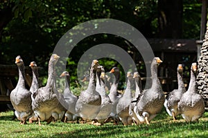 Foie gras geese at the goose farm photo