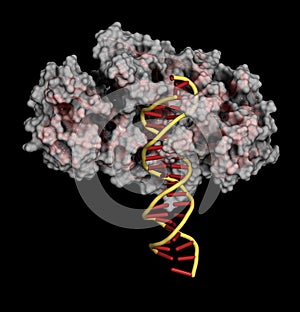 FokI restriction endonuclease enzyme. In TALEN technology, these are combined with transcription activator-like effector nuclease photo