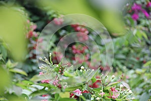 Fokus center flower with blur background