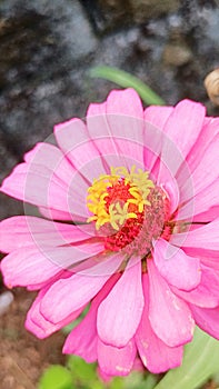 Fokus Pink flower on the garden beautiful
