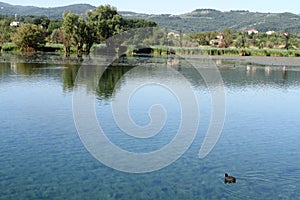 Folaga in Posta Fibreno Lake photo