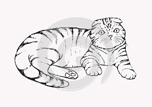 Fold cat - hand drawn vector illustration. Flap-eared tabby kitten is lying. Realistic portrait housecat. photo