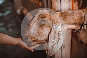 A fold-eared Anglo-Nubian goat is hand-fed at a petting zoo. Keeping animals on the farm