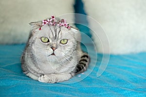 A fold-eared gray tabby cat with a spring flower wreath on her head lies on the bed.