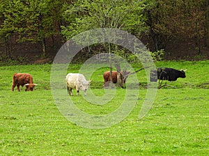 A fold of Highland Cattle grazing in a spring rain in upstate NewYork photo