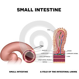 A fold of the intestinal lining