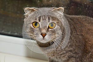 Fold Scottish cat sitting on the windowsill on the background of rainy weather. gray striped pet closeup