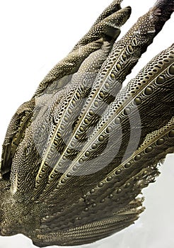 Folded argus pheasant tail feathers