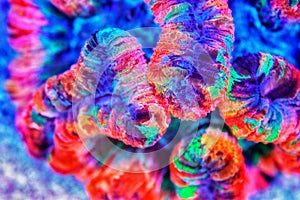 Rainbow coloration open brain LPS coral - Wellsophyllia radiata photo