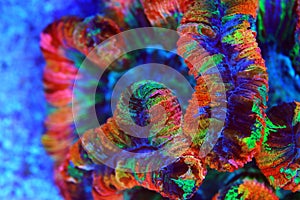Rainbow coloration open brain LPS coral - Wellsophyllia radiata photo