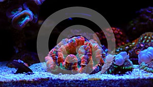 Rainbow coloration open brain LPS coral - Wellsophyllia radiata photo