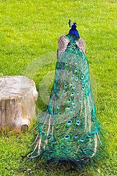 Folded peacock's tail near the stump in the background of green