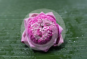Folded petals pink lotus