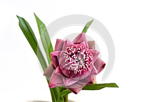 Folded pink lotus flowers isolated on white background