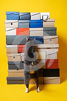 Folded shoe boxes, which the cat standing on its hind legs examines with interest. Copy space. Sale concept. Yellow