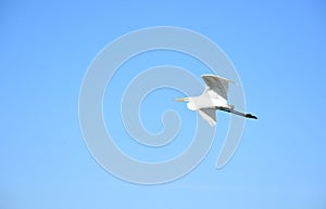 Folded Wings on a White Heron in Flight