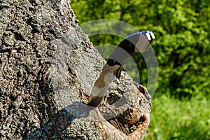 Folding knife stuck in the old tree trunk