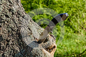 Folding knife stuck in the old tree trunk