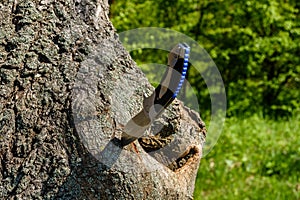Folding knife stuck in the old tree trunk