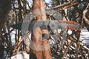 Folding tactical knife for survival and hiking is stuck into trunk fallen tree in pine winter forest.