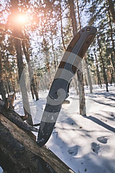 Folding tactical knife for survival and hiking is stuck into trunk fallen tree in pine winter forest.