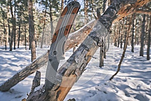 Folding tactical knife for survival and hiking is stuck into trunk fallen tree in pine winter forest.