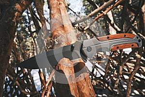 Folding tactical knife for survival and hiking is stuck into trunk fallen tree in pine winter forest.