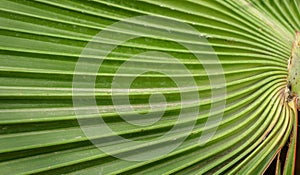 Foldings on palm leaf photo