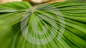 Foldings on palm leaf photo