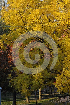 FOLEN FALL TREE AND LEAVE COLOUR IN DENMARK