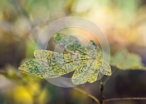 Foliage