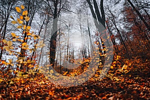 Foliage at Abruzzo National Park, Italy