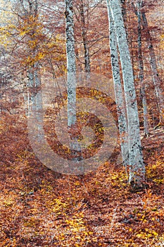 Foliage at Abruzzo National Park, Italy