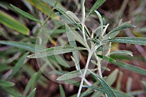 The foliage of Achyrocline satureioides