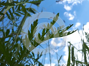 Foliage against the sky