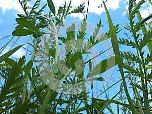 Foliage against the sky