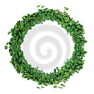 Foliage alphabet letter O, natural green leaves wreath, ivy wrea