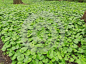 Foliage of Asarum canadense or Canada Wild Ginger, in the park.