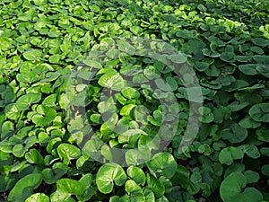 Foliage of Asarum canadense or Canada Wild Ginger, in the park.