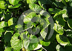 Foliage of Asarum canadense or Canada Wild Ginger, in the park.