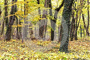 Foliage in autumn in Europe