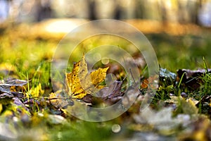 Foliage in autumn in Europe photo