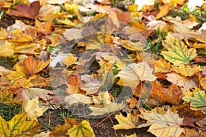 Foliage, Autumn leaves lit by the sun on the ground